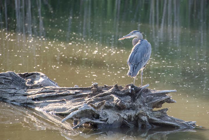 160617-DSC_20160617[026556]